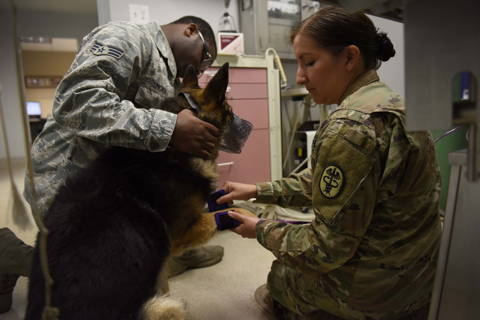 U.S. Army Capt. Sarah Merriday, Public Health Activity Veterinary Corps officer, left, secures a blood pressure cuff on Military Working Dog Jeck during a check-up April 17, 2017, at the Little Rock Air Force Base Veterinary Treatment Facility on Little Rock AFB, Ark. The facility’s personnel are the primary care providers for the MWDs on base. (U.S. Air Force photo by Senior Airman Mercedes Taylor)