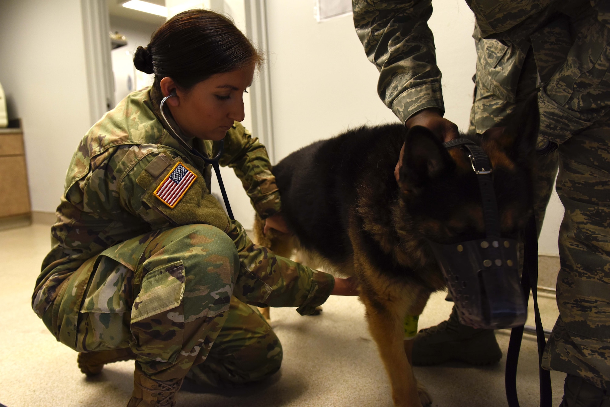 U.S. Army Capt. Sarah Merriday, Public Health Activity Veterinary Corps officer, monitors Military Working Dog Jeck’s heart rate during a check-up April 17, 2017, at the Little Rock Air Force Base Veterinary Treatment Facility on Little Rock AFB, Ark. The clinic personnel train K9 handlers on how to care for their partners, such as proper ear cleaning, stopping bleeding and how to treat other traumas. (U.S. Air Force photo by Senior Airman Mercedes Taylor)