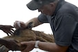 U.S. Army Major Gary Brown, 418th Civil Affairs Battalion (FxSP) senior veterinarian, treats a camel’s infected eye in a rural area outside of Ali Sabieh, Djibouti, March 28, 2017. FxSP members assigned to Combined Joint Task Force-Horn of Africa administered anti-parasitic medication and provided basic treatment of upper repertory infections as part of their veterinarian assistance mission. (U.S. Air National Guard photo by Staff Sgt. Christian Jadot)