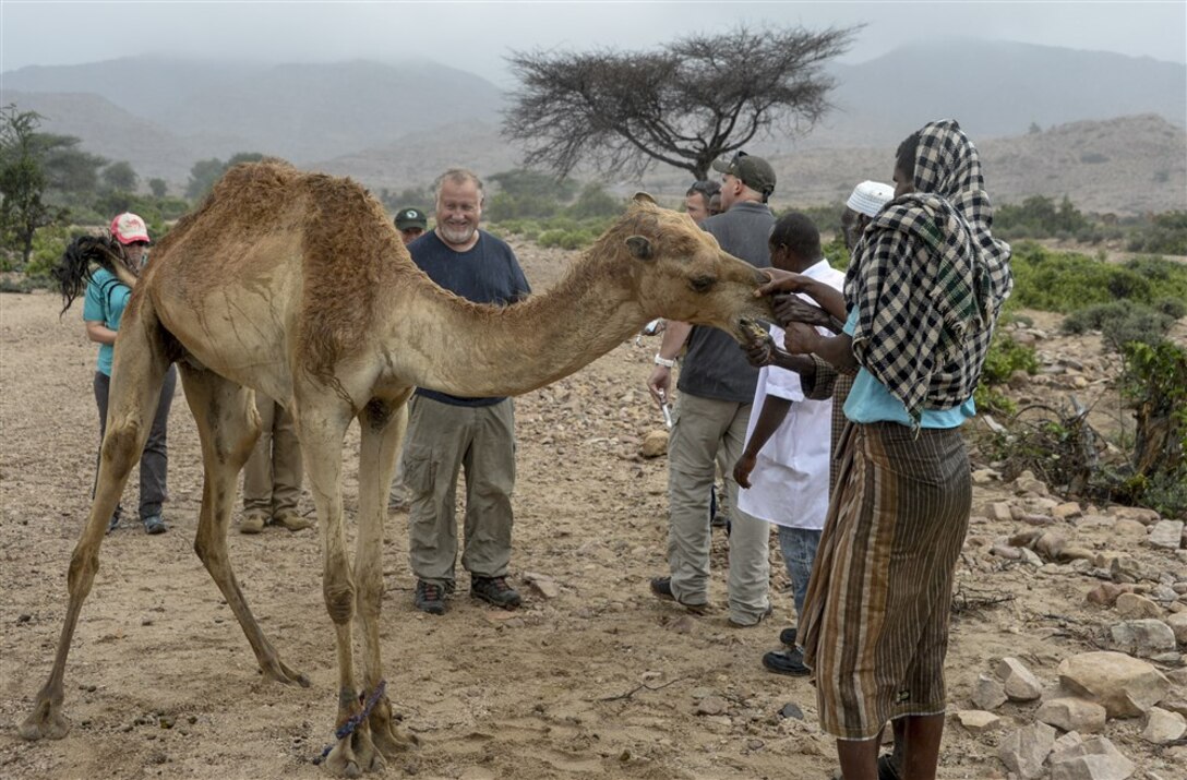 A Djiboutian shepherd subdues his camel while U.S. Army 418th Civil Affairs Battalion Function Specialty Unit (FxSP) personnel treat his livestock during a veterinarian assistance mission outside of Ali Sabieh, Djibouti, March 28, 2017. The veterinarian assistance mission is intended to enhance the capabilities of local animal health workers, ensure animal herd well-being, and strengthen agricultural and economic stability, while fostering positive relationships between the U.S. and partner nations. (U.S. Air National Guard photo by Staff Sgt. Christian Jadot)