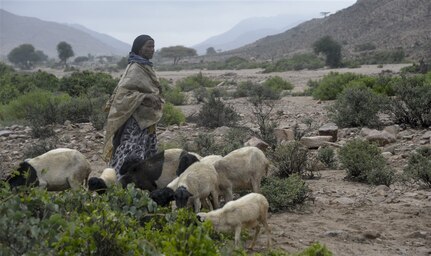 A Djiboutian shepherd waits in the rain for U.S. Soldiers with the 418th Civil Affairs Battalion Function Specialty Unit (FxSP) to treat her livestock in a rural area outside of Ali Sabieh, Djibouti, March 28, 2017. Livestock, such as goats and sheep are essential for the survival of nomadic people in the summer desert climate of east Africa. (U.S. Air National Guard photo by Staff Sgt. Christian Jadot)