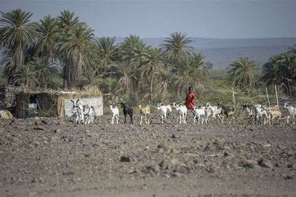 US Soldiers provide veterinarian assistance A young Djiboutian boy herds goats toward U.S. Soldiers with the 418th Civil Affairs Battalion Function Specialty Unit (FxSP) in a rural area outside of Dikhil, Djibouti, April 3, 2017. As part of their veterinarian assistance mission, FxSP members administered anti-parasitic medication to ward off the parasites that steal the animal’s nutrients and energy, increasing their survivability during the dry summer months. (U.S. Air National Guard photo by Staff Sgt. Christian Jadot) 