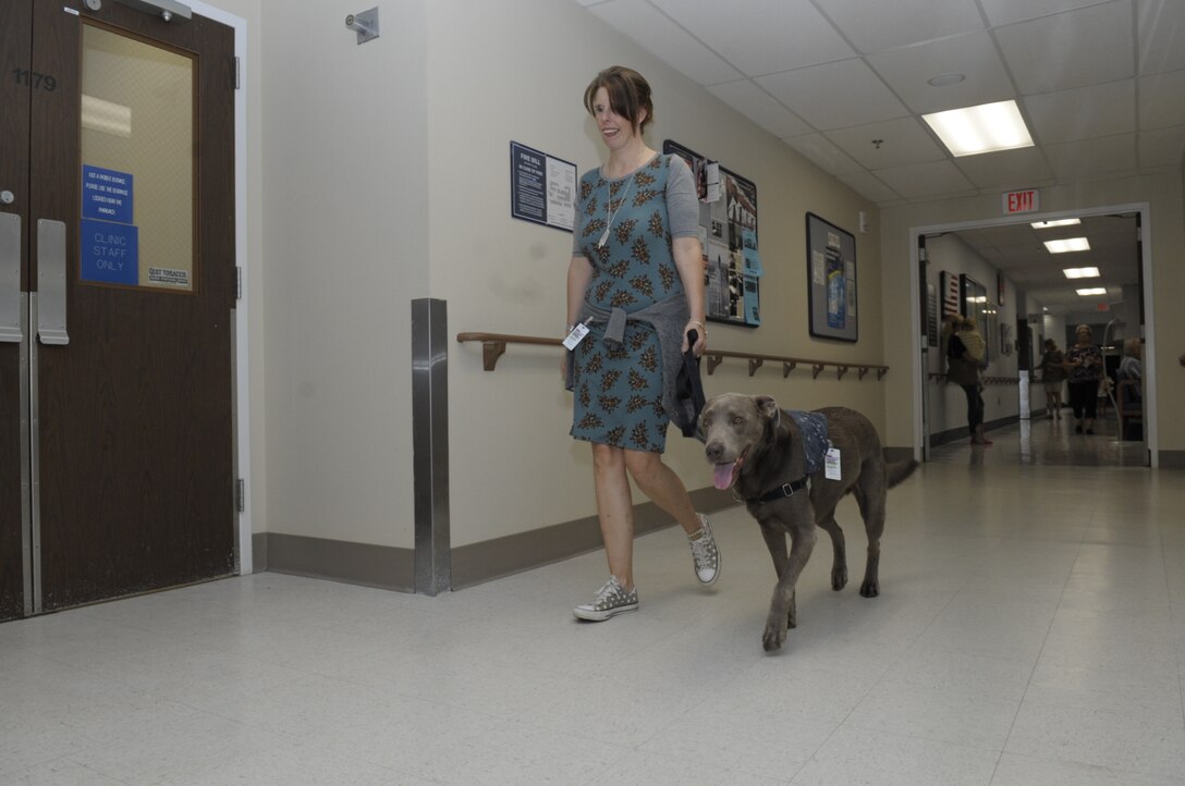 Handler Pamela Lewis walks Honorary Lt. Finley Lewis, Naval Health Clinic Corpus Christi facility dog, through the clinic, April 17, 2017. Navy photo by William Love