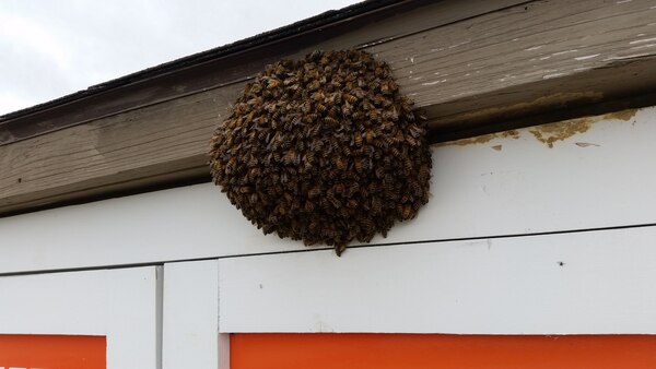 Bees wear their lifejackets too! This swarm was located at the New Galena Boat Ramp at Alum Creek Lake. The bees swarm together to protect the queen bee and keep her warm as they build a nest for the season. If you locate a swarm in your area that poses a safety concern you can call your county extension or local bee keeping society to have it safely removed. Do not kill the bees as they are a great pollinator and an important part of our local agriculture