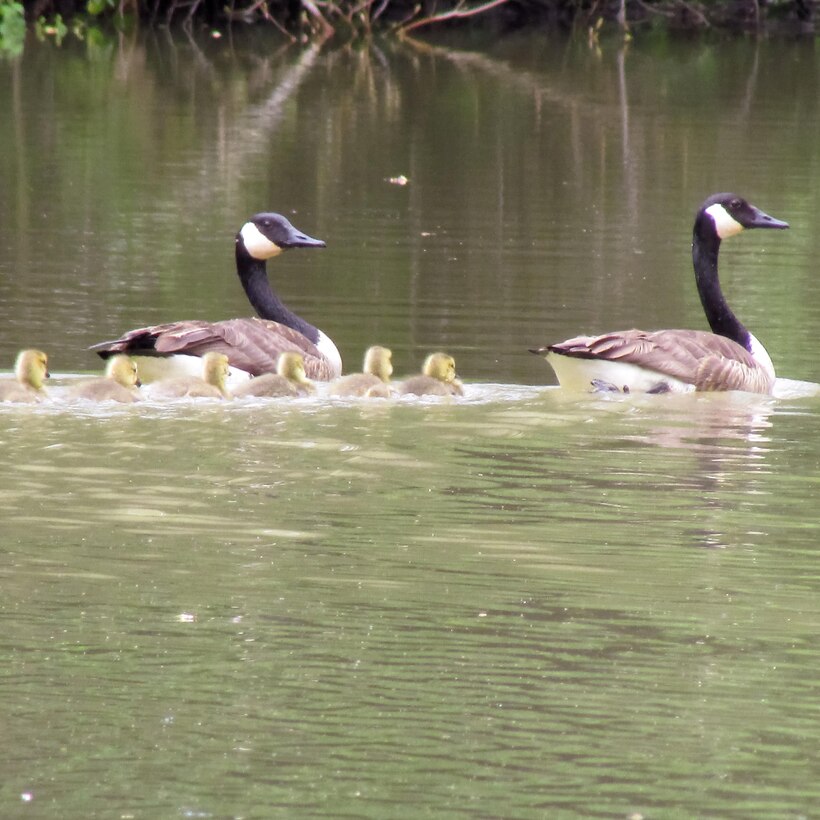 Spring is a time of new birth for Canada Geese at Carr Creek Lake, Sassafras, Kentucky.