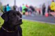 Apollo, a therapy dog in training, watches members of Team Whiteman as they approach the finish line during the annual Race for Respect 5k at Whiteman Air Force Base, Mo., April 28, 2017. Apollo is slated to begin working at the Sexual Assault Prevention and Response office on base at the end of May. As a therapy dog, Apollo will be able to provide emotional support to any visitors who come into the office and wish to see him. (U.S. Air Force photo by Airman 1st Class Jazmin Smith)