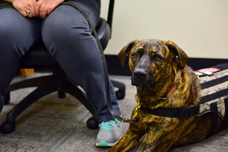 Gabbie, a service dog, keeps a watchful eye while her owner, Stephanie Shipwash, a graduate assistant, works at the University of Central Missouri in Warrensburg, Mo., April 20, 2017. Shipwash was medically retired from the Air Force in February for post-traumatic stress disorder and matched with Gabbie a month later to help alleviate the side-effects of her conditions. (U.S. Air Force photo by Airman 1st Class Jazmin Smith)