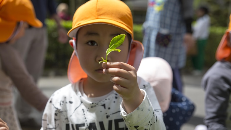 A local Japanese child shows a green tea leaf he picked during a Cultural Adaption Program tea harvesting event in Iwakuni City, May 2, 2017. The Cultural Adaptation Program gave Marine Corps Air Station Iwakuni residents the opportunity to experience the Japanese culture alongside elementary and high school students, nursing home residents and other Japanese locals. (U.S. Marine Corps photo by Lance Cpl. Carlos Jimenez)