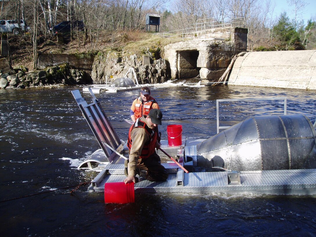 Researchers removing very young salmon bound for the Atlantic from water-powered traps in a river. (NOAA)