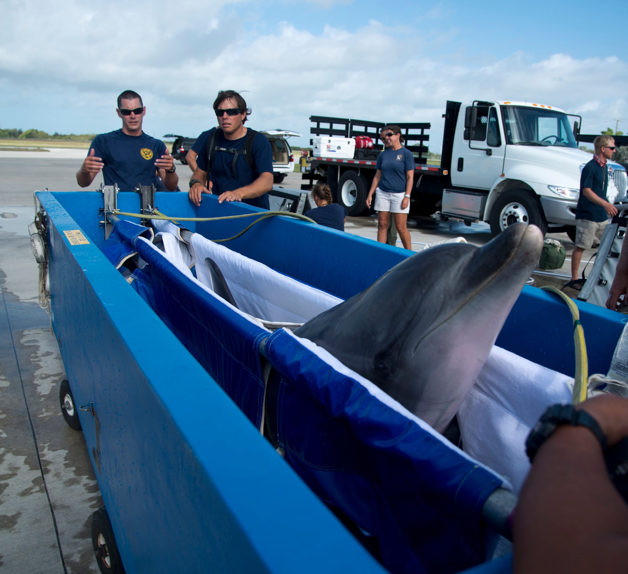 A dolphin from the U.S. Navy Marine Mammal Program, gets prepared to fly across country from Key West, Fla., to San Diego April 28, 2017. The 301st Airlift Squadron transported the dolphin and its handlers to the NMMP where it will train to assist the U.S. Navy with locating mines and enemy swimmers. (U.S. Air Force photo/Staff Sgt. Nicole Leidholm)