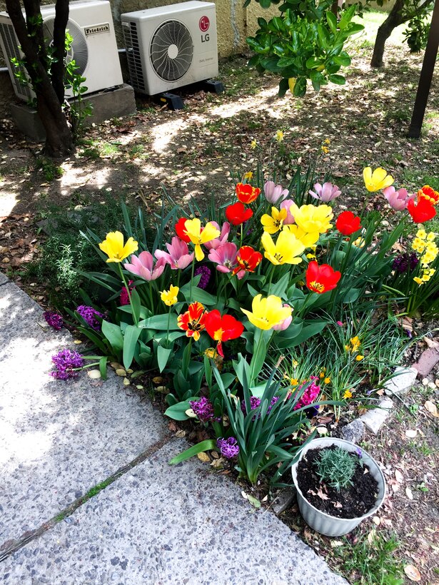 Pictured are tulips planted by Robert Sundberg located outside of the Far East District Office of Counsel. 