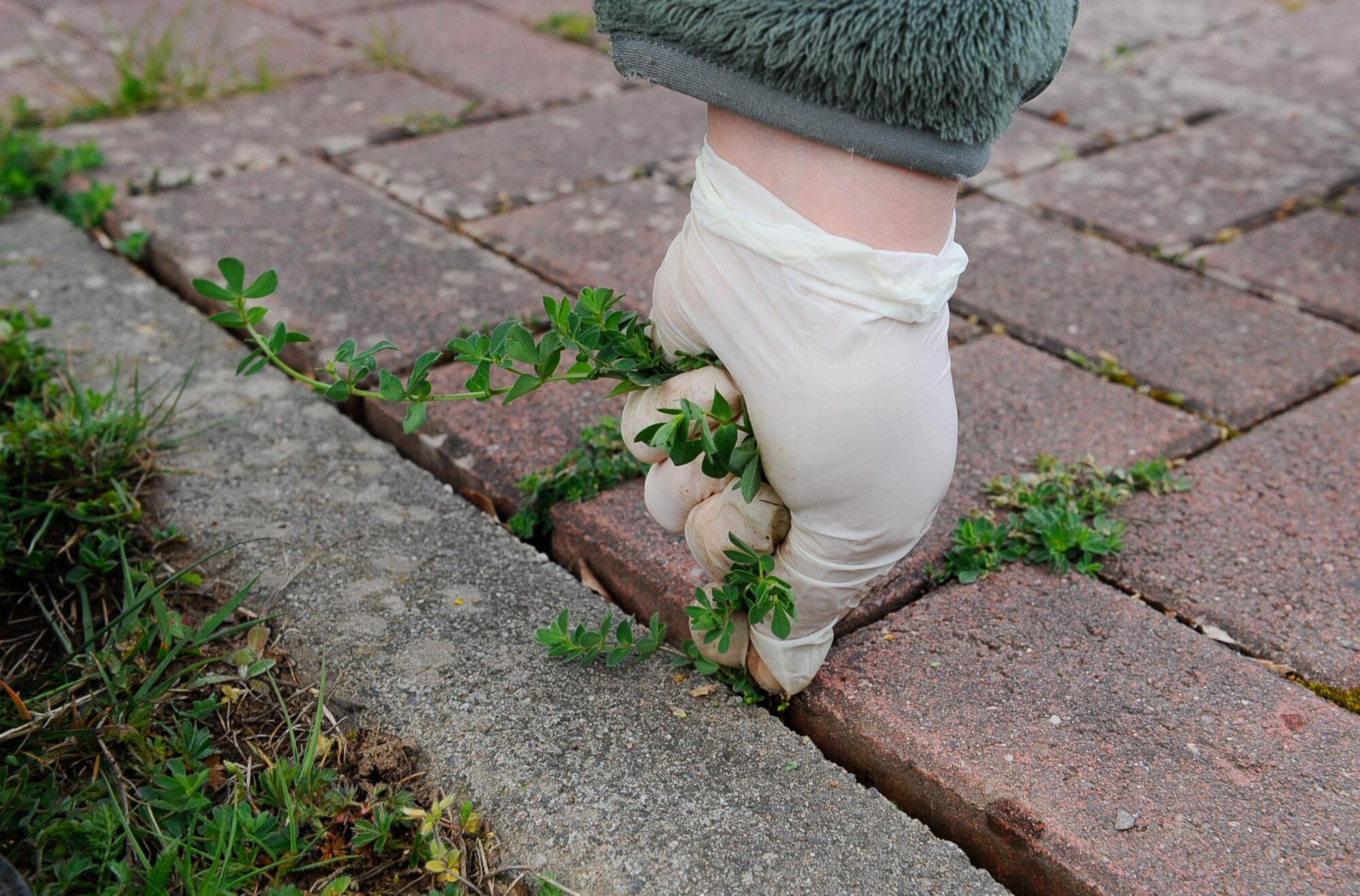 Airmen pull weeds during ‘Clean Where You Work’ at Ramstein Air Base, Germany, May 2, 2017. Clean Where You Work is a day designated for the cleaning of administrative and industrial facilities, grounds and common areas across the Kaiserslautern Military Community by facility managers and building occupants. (U.S. Air Force photo by Airman 1st Class Savannah L. Waters)