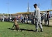 The 325th Security Forces Squadron performed a Military Working Dog demonstration for the Jr. Raptor event at the Youth Center baseball field on Tyndall Air Force Base, Fla., May 6, 2017. More than 20 volunteers painted faces, participated in physical exercise training and set up different activities to help make the Jr. Raptor event a success. (U.S. Air Force photo by Senior Airman Sergio A. Gamboa/ Released)