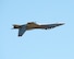 An F-18 Super Hornet performs an aerial demonstration during the Wings over Solano Air Show at Travis Air Force Base, Calif., May 7, 2017. The two-day event was attended by over 50,000 patrons and also featured a performance by the U.S. Army Golden Knights parachute team, flyovers and static displays. (U.S. Air Force photo by Louis Briscese)