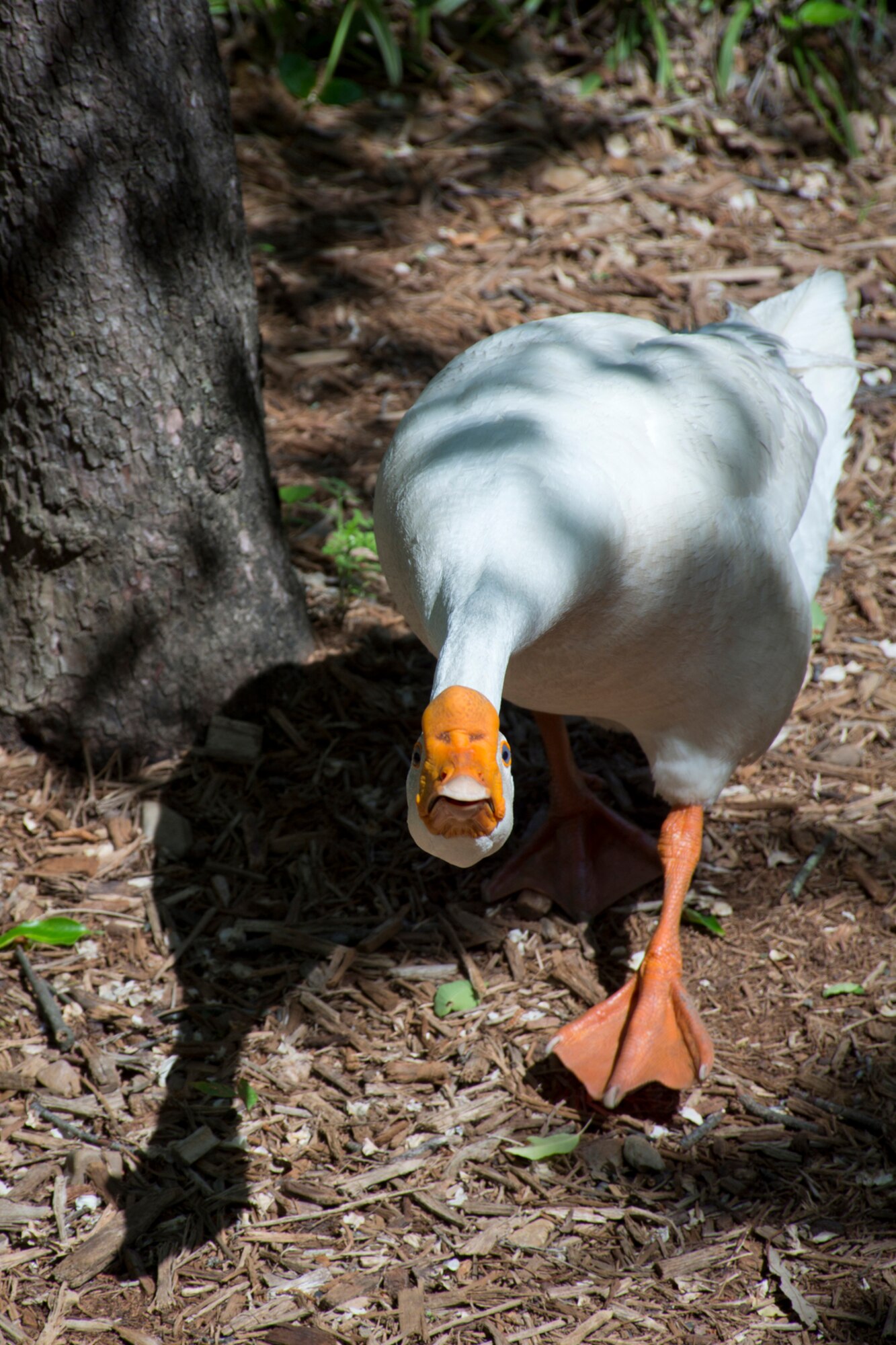 What appears to be a White Chinese Goose protects his mate during the building of a nest in T.R. Pugh Memorial Park, North Little Rock, Ark., April 12, 2017. The park is the home of The Old Mill, a historic re-creation of an 1880's water-powered grist mill that provides visitors a glimpse of history and a great photo backdrop. (U.S. Air Force photo by Master Sgt. Jeff Walston/Released)