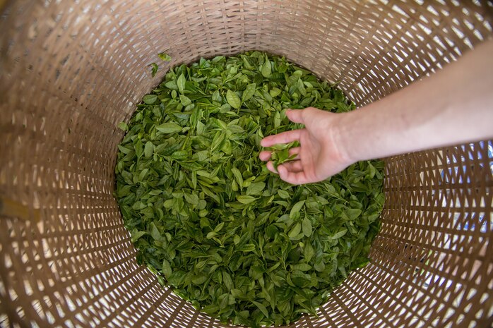 A basket is filled with green tea leaves during a Cultural Adaption Program tea harvesting event in Iwakuni City, May 2, 2017. The Cultural Adaptation Program gave Marine Corps Air Station Iwakuni residents the opportunity to experience the Japanese culture alongside elementary and high school students, nursing home residents and other Japanese locals. (U.S. Marine Corps photo by Lance Cpl. Carlos Jimenez)