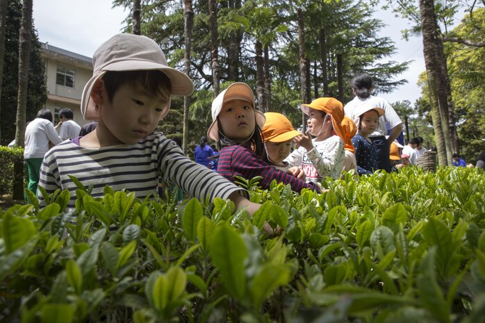 Local Japanese children pick green tea leaves during a Cultural Adaption Program tea harvesting event in Iwakuni City, May 2, 2017. The Cultural Adaptation Program gave Marine Corps Air Station Iwakuni residents the opportunity to experience the Japanese culture alongside elementary and high school students, nursing home residents and other Japanese locals. (U.S. Marine Corps photo by Lance Cpl. Carlos Jimenez)