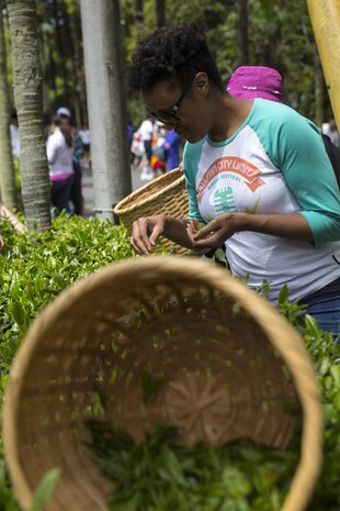 Ryan McNeil, a Marine Corps Air Station Iwakuni resident, picks green tea leaves during a Cultural Adaption Program tea harvesting event in Iwakuni City, May 2, 2017. The Cultural Adaptation Program gave station residents the opportunity to experience the Japanese culture alongside elementary and high school students, nursing home residents and other Japanese locals. (U.S. Marine Corps photo by Lance Cpl. Carlos Jimenez)