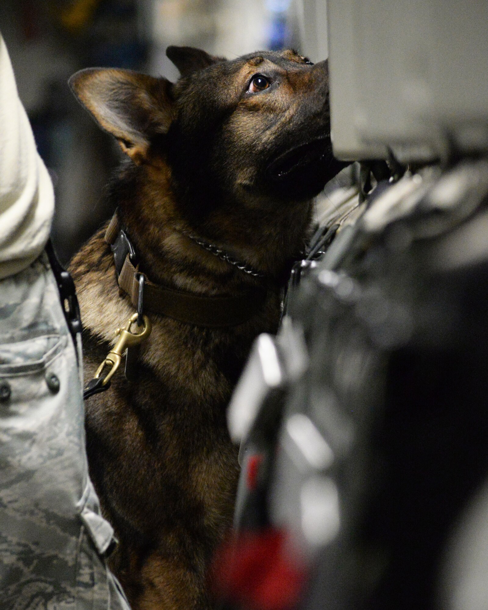 U.S. Air Force military working dog Aramis sniffs inside a wall compartment on a C-17 Globemaster III at Al Udeid Air Base, Qatar, May 4, 2017. Aramis and his handler, U.S. Air Force Senior Airman Ryan Rayos, a military working dog handler assigned to the 379th Expeditionary Security Forces Squadron, are taking part in a detection exercise designed to give the K-9 teams an opportunity to familiarize themselves with the general layout and specific challenges associated with detection aboard an aircraft. (U.S. Air Force photo by Tech. Sgt. Bradly A. Schneider/Released)