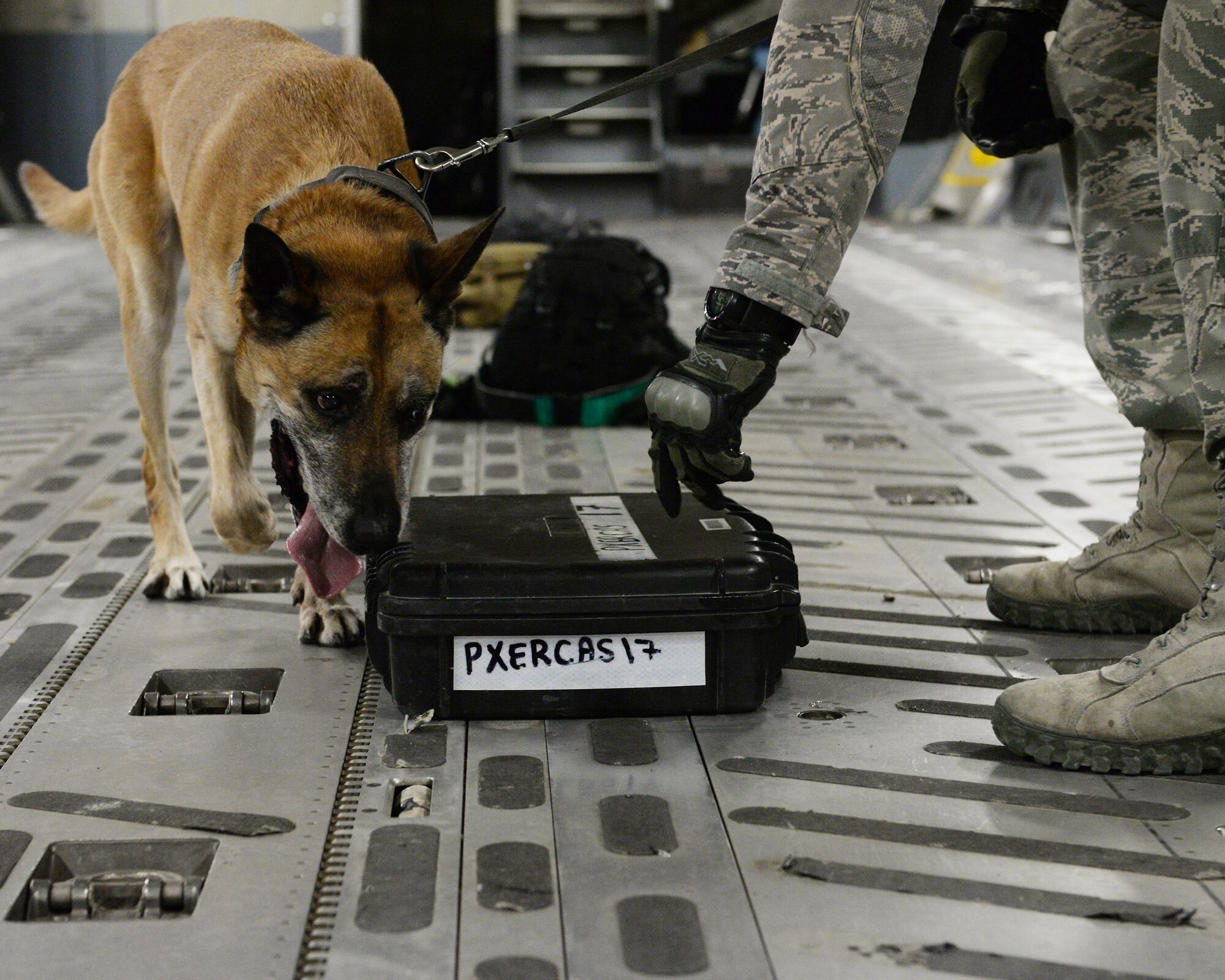 U.S. Air Force military working dog Roy sniffs around a case left on the floor of a C-17 Globemaster III during a detection exercise at Al Udeid Air Base, Qatar, May 4, 2017. The exercise is designed to give the K-9 teams an opportunity to familiarize themselves with the general layout and specific challenges associated with detection aboard an aircraft. (U.S. Air Force photo by Tech. Sgt. Bradly A. Schneider/Released)