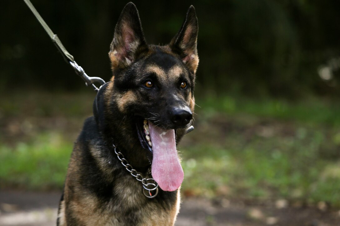 Rex, a military working dog with the Provost Marshal’s Office of Marine Corps Base Hawaii, waits to conduct scout training aboard Camp H.M. Smith on May 8, 2017. The purpose of scout training is to help both the handler and their dog to successfully search, pursue and apprehend a suspect. (U.S. Marine Corps photo by Lance Cpl. Isabelo Tabanguil)