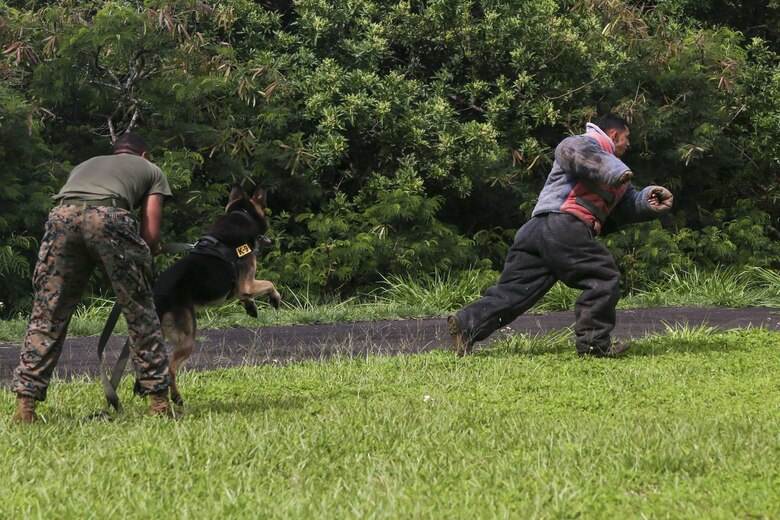 Lance Cpl. Cristian Cisneros (right), a military working dog handler with the Provost Marshal’s Office of Marine Corps Base Hawaii, simulates being a suspect while conducting scout training aboard Camp H.M. Smith on May 8, 2017. The purpose of scout training is to help both the handler and their dog to successfully search, pursue and apprehend a suspect. (U.S. Marine Corps photo by Lance Cpl. Isabelo Tabanguil)