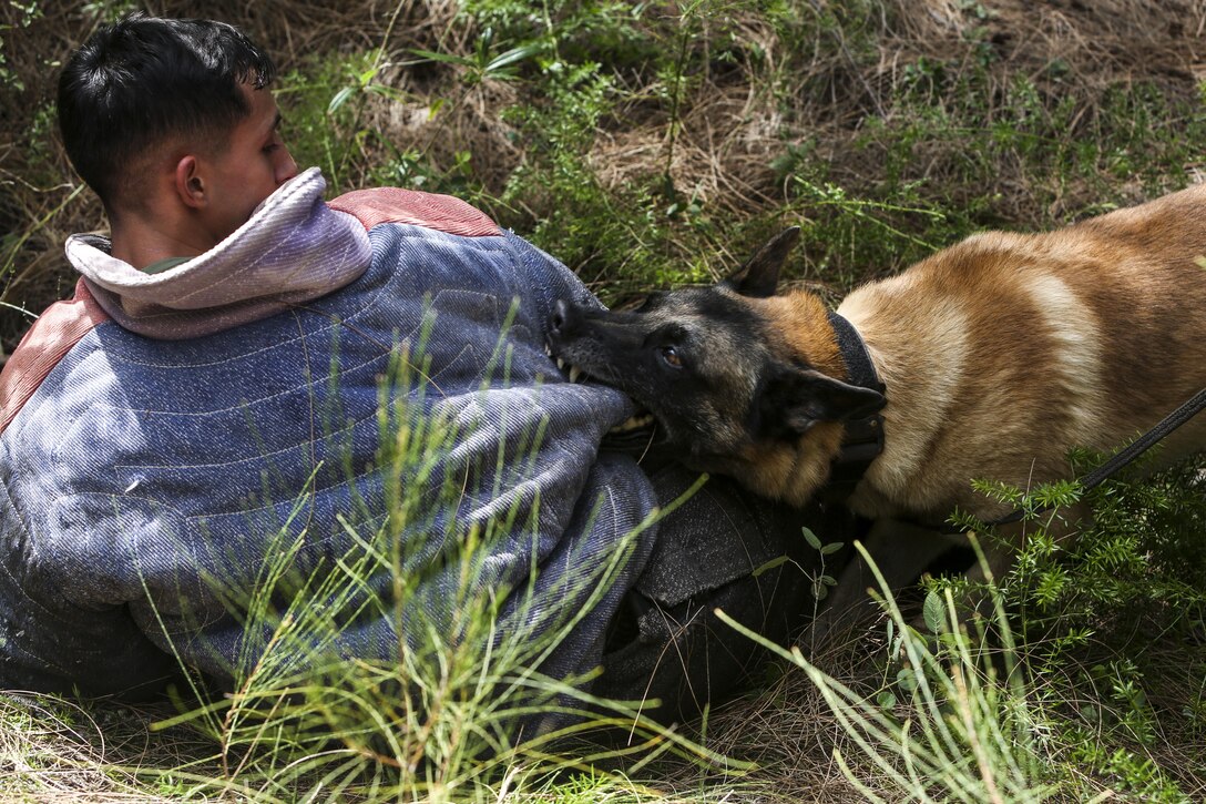 Lance Cpl. Cristian Cisneros, a military working dog handler with the Provost Marshal’s Office of Marine Corps Base Hawaii, is apprehended by Dar, a military working dog, during scout training aboard Camp H.M. Smith on May 8, 2017. The purpose of scout training is to help both the handler and their dog to successfully search, pursue and apprehend a suspect. (U.S. Marine Corps photo by Lance Cpl. Isabelo Tabanguil)