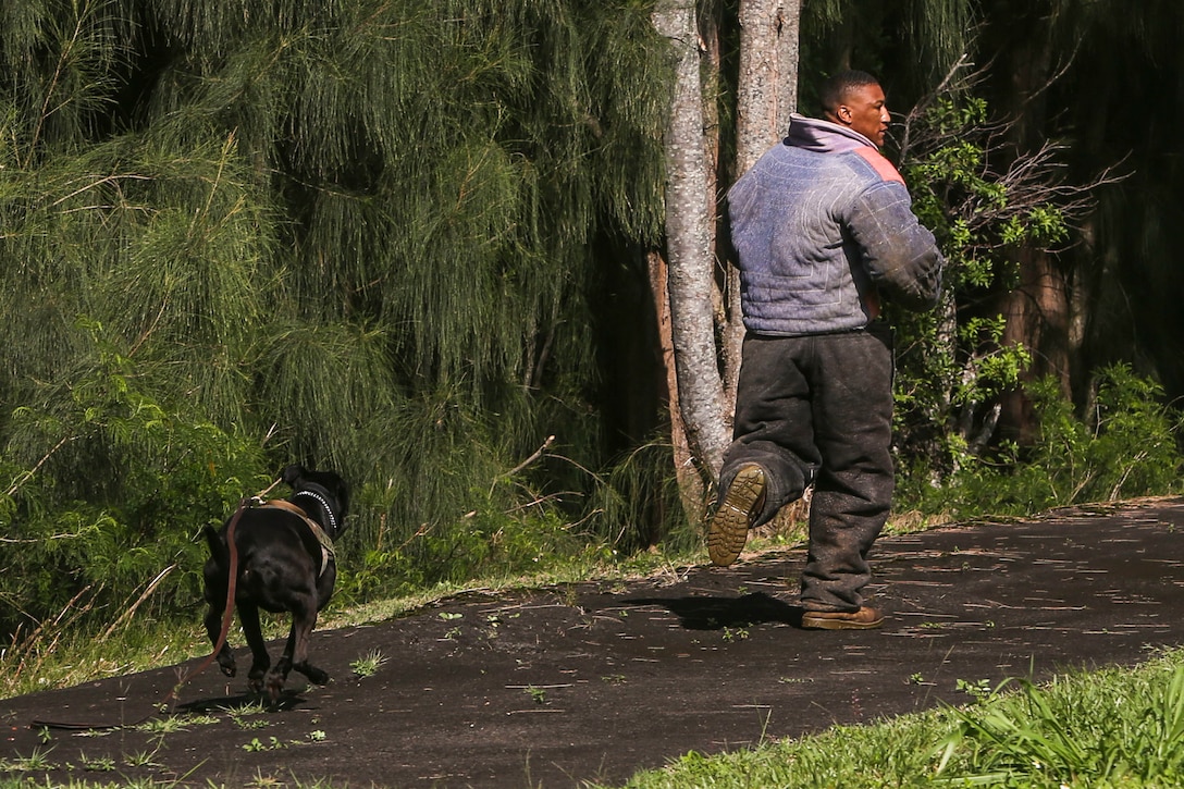 Lance Cpl. Dejuan Patterson, a military working dog handler with the Provost Marshal’s Office of Marine Corps Base Hawaii, runs away from Kelly, a military working dog, during scout training aboard Camp H.M. Smith on May 8, 2017. The purpose of scout training is to help both the handler and their dog to successfully search, pursue and apprehend a suspect. (U.S. Marine Corps photo by Lance Cpl. Isabelo Tabanguil)