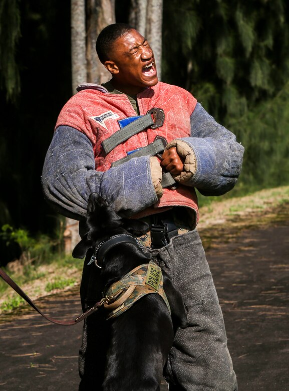 Lance Cpl. Dejuan Patterson, a military working dog handler with the Provost Marshal’s Office of Marine Corps Base Hawaii, is bitten by Kelly, a military working dog, during scout training aboard Camp H.M. Smith on May 8, 2017. The purpose of scout training is to help both the handler and their dog to successfully search, pursue and apprehend a suspect. (U.S. Marine Corps photo by Lance Cpl. Isabelo Tabanguil)