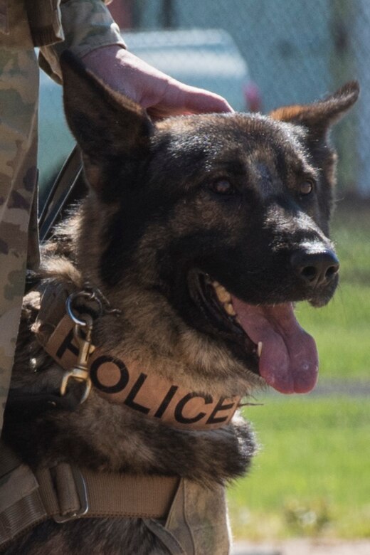 A military working dog rests during the 2017 National Police Week K-9 Competition at Joint Base Andrews, Md., May 15, 2017. The competition allowed military and local law enforcement K-9 handlers to display their working dog's skills through courses that tested speed, power and teamwork. (U.S. Air Force photo by Airman 1st Class Valentina Lopez)