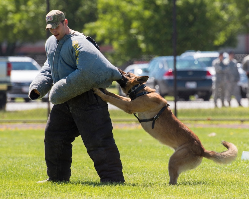 Senior Airman Sabastian Velasquez, 11th Security Support Squadron military working dog handler, acts as a decoy during the 2017 National Police Week K-9 Competition at Joint Base Andrews, Md., May 15, 2017. This was one of the NPW events that allowed base members to see first-hand some of the services security forces members provide. (U.S. Air Force photo by Airman 1st Class Valentina Lopez)