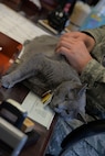 Lt. Col. Randy Schwinler, the 5th Aircraft Maintenance Squadron commander, holds 1st Lt. Buffe Stratofortress Grey, the 5th AMXS mascot, at Minot Air Force Base, N.D., May 3, 2017. Buffe was found at a privately owned animal rescue shelter in Minot N.D., which several 5th AMXS Airmen volunteered on Oct. 14, 2014. (U.S. Air Force photo/Senior Airman Sahara Fales) 