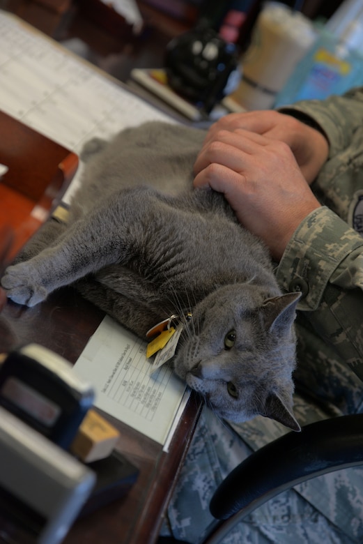 My Lt is a cat  8th Air  Force  J GSOC Article Display