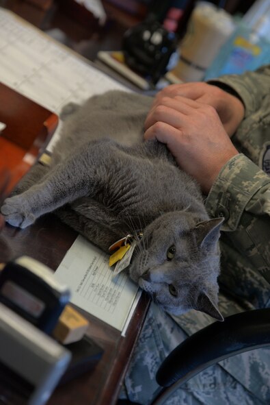 Lt. Col. Randy Schwinler, the 5th Aircraft Maintenance Squadron commander, holds 1st Lt. Buffe Stratofortress Grey, the 5th AMXS mascot, at Minot Air Force Base, N.D., May 3, 2017. Buffe was found at a privately owned animal rescue shelter in Minot N.D., which several 5th AMXS Airmen volunteered on Oct. 14, 2014. (U.S. Air Force photo/Senior Airman Sahara Fales) 