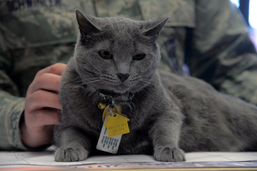 Lt. Col. Randy Schwinler, the 5th Aircraft Maintenance Squadron commander, holds 1st Lt. Buffe Stratofortress Grey, the 5th AMXS mascot, at Minot Air Force Base, N.D., May 3, 2017. Buffe was found at a privately owned animal rescue shelter in Minot N.D., which several 5th AMXS Airmen volunteered on Oct. 14, 2014. (U.S. Air Force photo/Senior Airman Sahara Fales) 