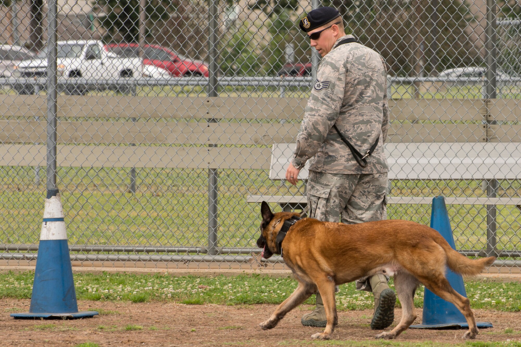 U.S. Air Force Staff Sgt. Caleb McDaniel, a 19th Security Forces Squadron military working dog handler, and his partner Britt, maneuver in and out of cones to show how they get around barriers during the obedience portion of the “Military Working Dog (MWD) Competition" at Little Rock Air Force Base, Ark., May 17, 2017. The competition, which included numerous law enforcement agencies, was held in honor of National Police Week. (U.S. Air Force photo by Master Sgt. Jeff Walston/Released)