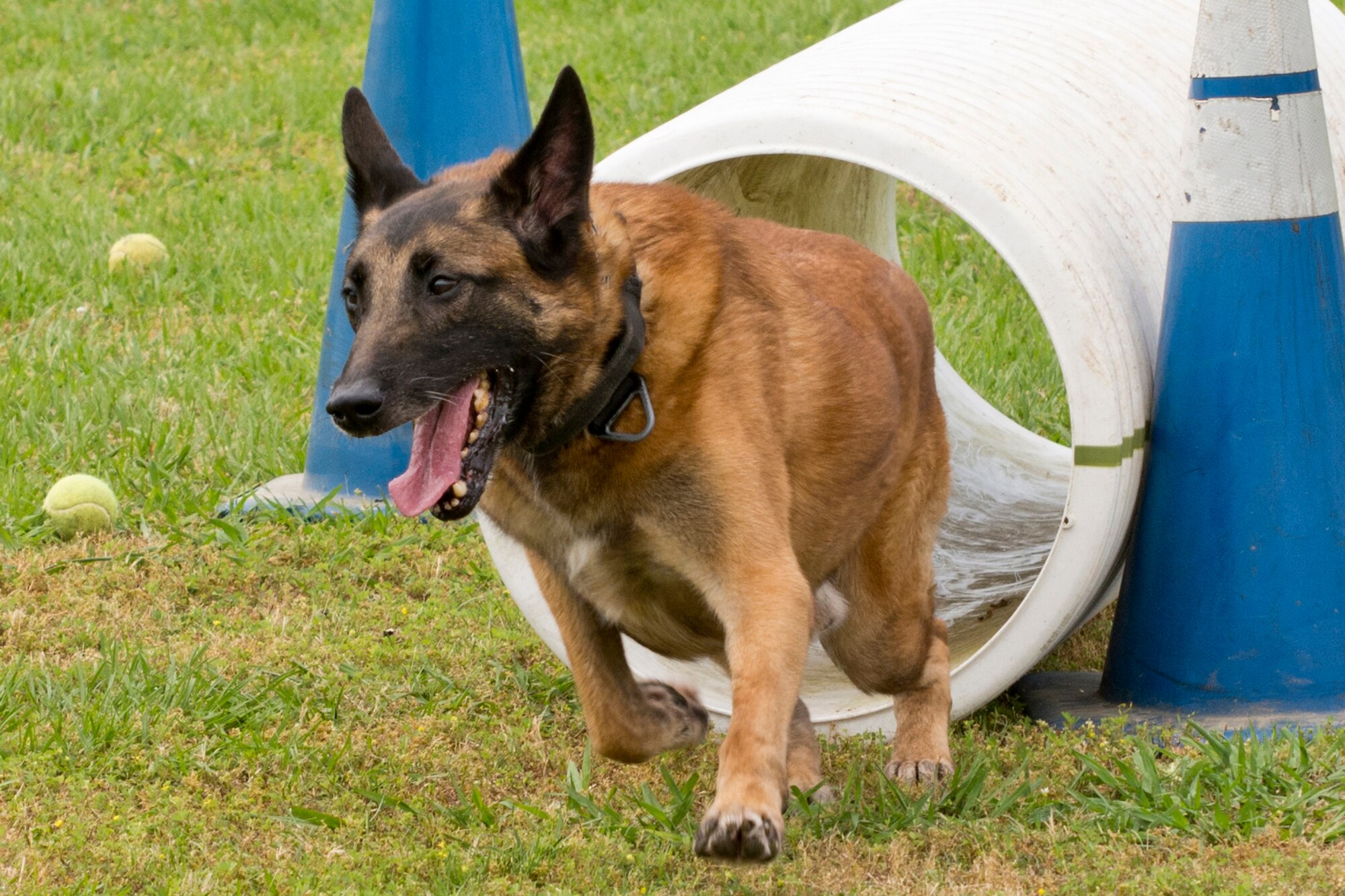 Britt, a U.S. Air Force military working dog assigned to the 19th Security Forces Squadron, exits a plastic tube during the “Military Working Dog (MWD) Competition" at Little Rock Air Force Base, Ark., May 17, 2017. This portion of the event simulates the dog’s ability to go into a culvert after a suspect. Britt’s handler is U.S. Air Force Staff Sgt. Caleb McDaniel, 19th SFS. (U.S. Air Force photo by Master Sgt. Jeff Walston/Released)
