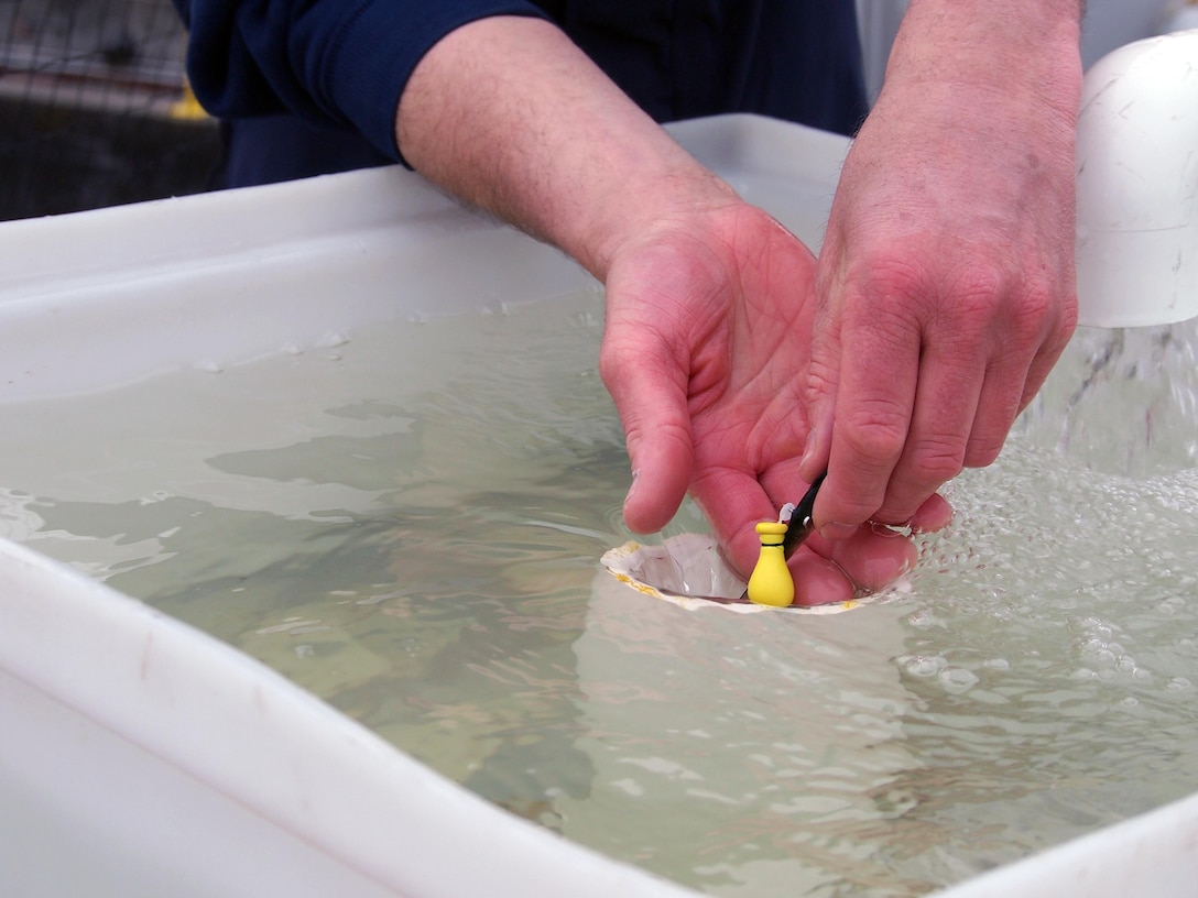 A balloon-tagged coho heads down the pipe that routes them into a prototype smolt slide for survivability and injury testing. U.S. Army Corps of Engineers officials continually look for ways to help salmon traverse the 100-year-old Hiram M. Chittenden Locks. After their trip down the slide the balloons inflate, bringing the fish to the surface where boat teams recovered and inspected them. 