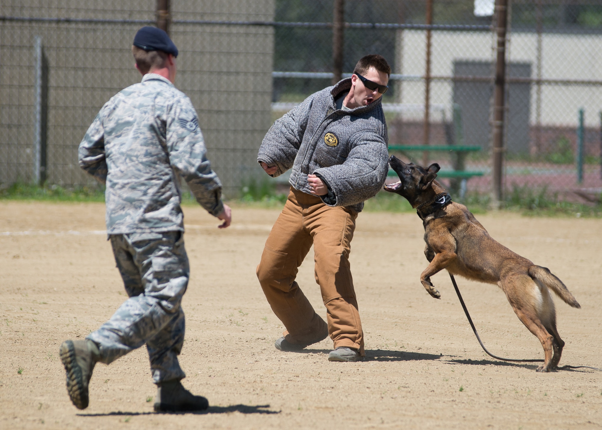 Staff Sgt. Adam Dunnam, 66th Security Forces Squadron Military Working Dog handler, releases MWD QQuail on Staff Sgt. David Schultz, 66 SFS MWD handler, during a K9 demonstration on base May 18. The demonstration was one of several events SFS held as part of National Police Week on the base. (U.S. Air Force photo by Mark Herlihy)