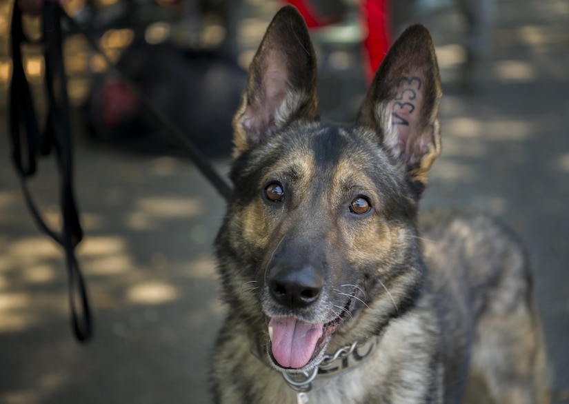 Szultan, 628th Security Forces Squadron military working dog, poses before a training session at Joint Base Charleston, May 16, 2017. Szultan took part in a K-9 training exercise during a security forces exposition for Police Week. 