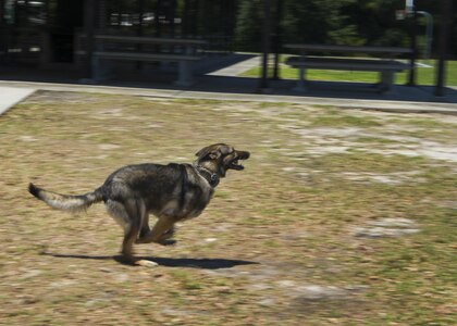 Szultan, 628th Security Forces Squadron military working dog, runs toward an assailant during a training session at Joint Base Charleston, May 16, 2017. Szultan took part in a K-9 training exercise during a security forces exposition for Police Week.