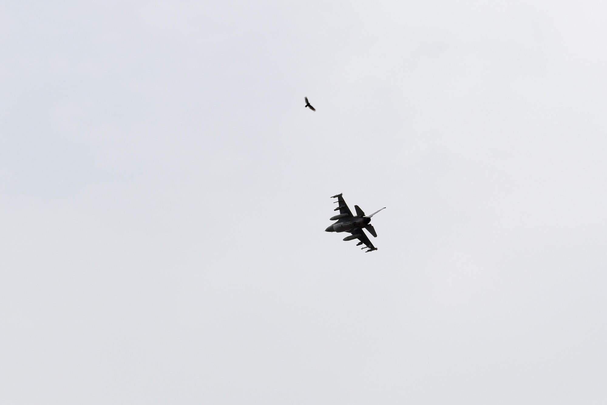 An F-16 Fighting Falcon, assigned to the 180th Fighter Wing, has a close encounter with a large hawk during take-off April 13, 2017. Wildlife-related incidents were documented as the leading cause of F-16 fighter jet mishaps in the first quarter of 2017. In an effort to mitigate impact to the mission and maximize the safety of pilots, aircraft and the abundant local-area wildlife, the 180FW, Ohio Air National Guard, hosted a Bird Aircraft Strike Hazard team visit to assess potential bird and other wildlife hazards located on and around the airfield at Toledo Express Airport in Swanton, Ohio. Ohio. Air National Guard Photo by Senior Master Sgt. Beth Holliker.