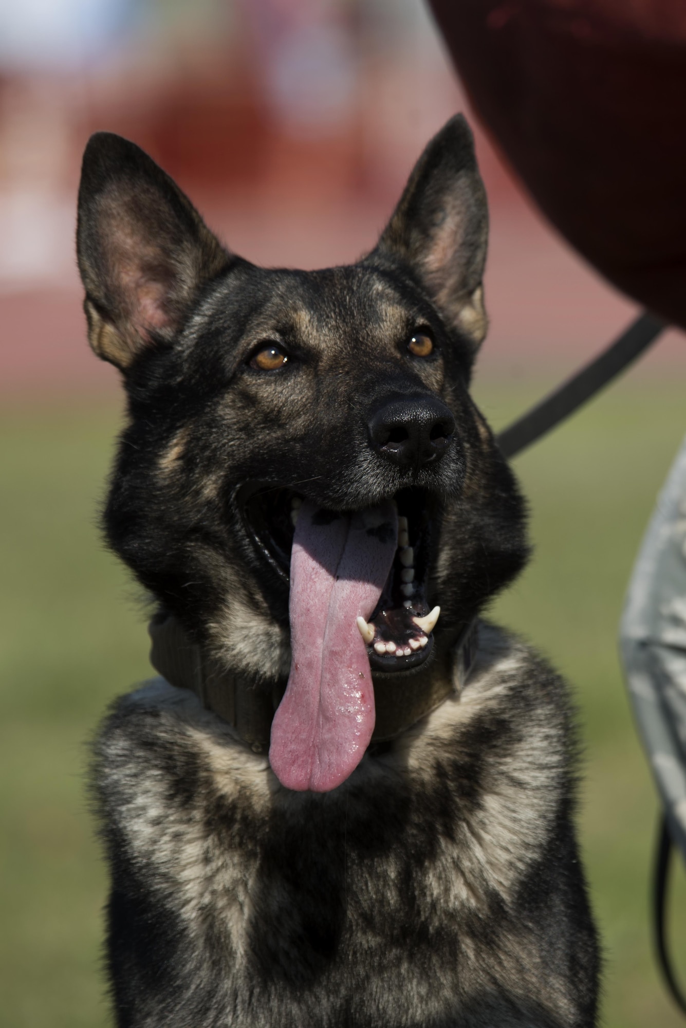 Miko Suave, 4th Security Forces Squadron military working dog waits to receive commands from his handler during a demonstration at the Wings Over Wayne Air Show, May 20, 2017, at Seymour Johnson Air Force Base, North Carolina. According to the American Humane Association, every MWD saves about 200 lives during their career. (U.S. Air Force photo by Airman Shawna L. Keyes)