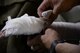 A pararescueman from the 38th Rescue Squadron assigned to Moody Air Force Base, Ga., secures a splint to a simulated arm injury May 17, 2017, during Exercise RAPID RESCUE aboard a 3d Airlift Squadron C-17 Globemaster III. During a simulated aeromedical evacuation, multiple injuries were discovered and addressed. (U.S. Air Force photo by Senior Airman Aaron J. Jenne)