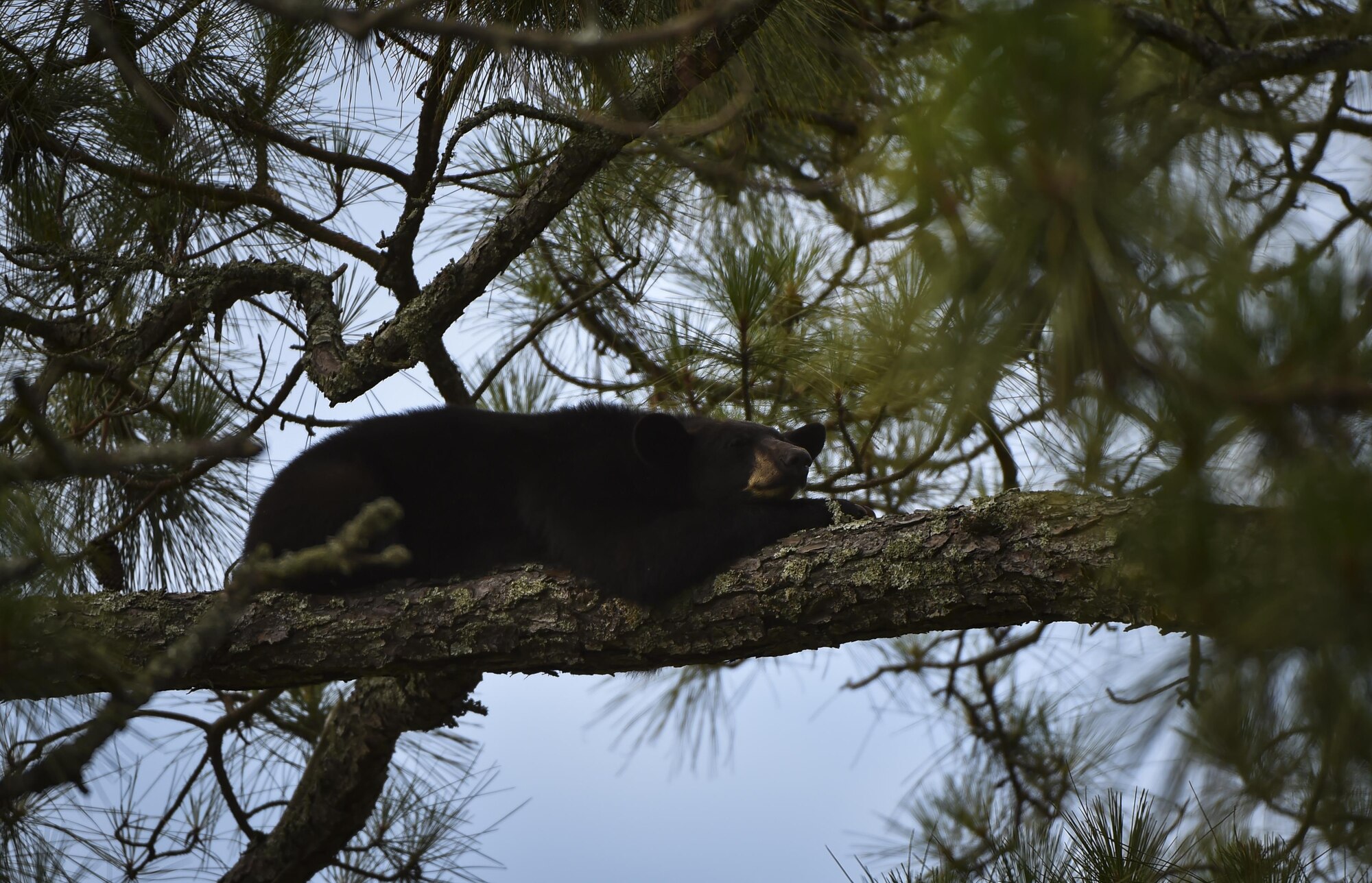 A black bear lays in a tree at the Soundside playground on Hurlburt Field, Fla., May 22, 2017. Florida Fish and Wildlife Conservation personnel have set out traps and encourage residents to clean and store their grills and trash cans in a secured compound such as a shed or covered enclosure. (U.S. Air Force photo by Airman 1st Class Joseph Pick)
