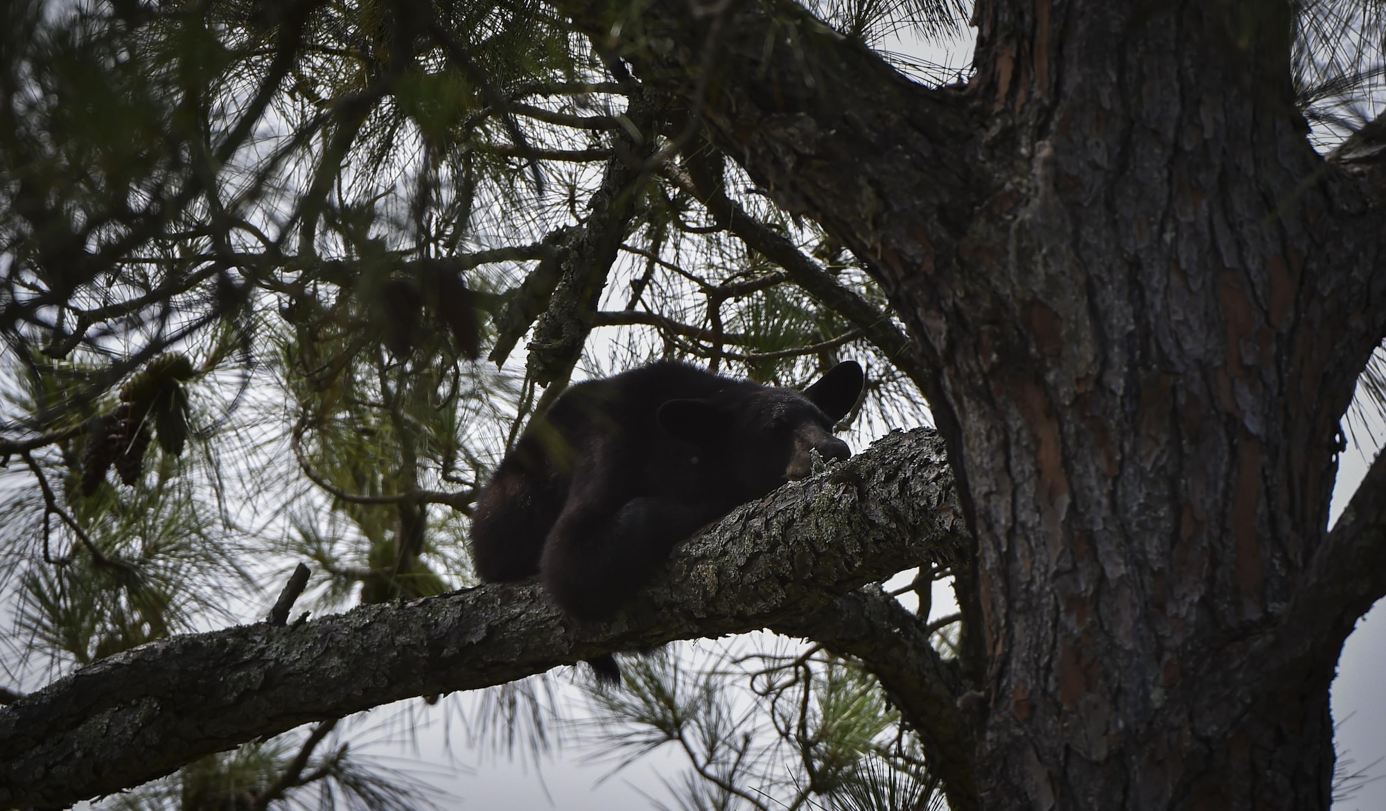 A black bear lays in a tree at the Soundside playground on Hurlburt Field, Fla., May 22, 2017. Florida Fish and Wildlife Conservation personnel have set out traps and encourage residents to clean and store their grills and trash cans in a secured compound such as a shed or covered enclosure. (U.S. Air Force photo by Airman 1st Class Joseph Pick)