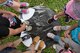 Children from Kadena Elementary School compare their feet to that of the world’s largest land-walking animal, an African elephant, May 22, 2017, during a school-wide educational event at Kadena Air Base, Japan. The Guinness Book of World Records sent 38 hard back books to the students to support the event and to broaden their experience. (U.S. Air Force photo by Senior Airman John Linzmeier)