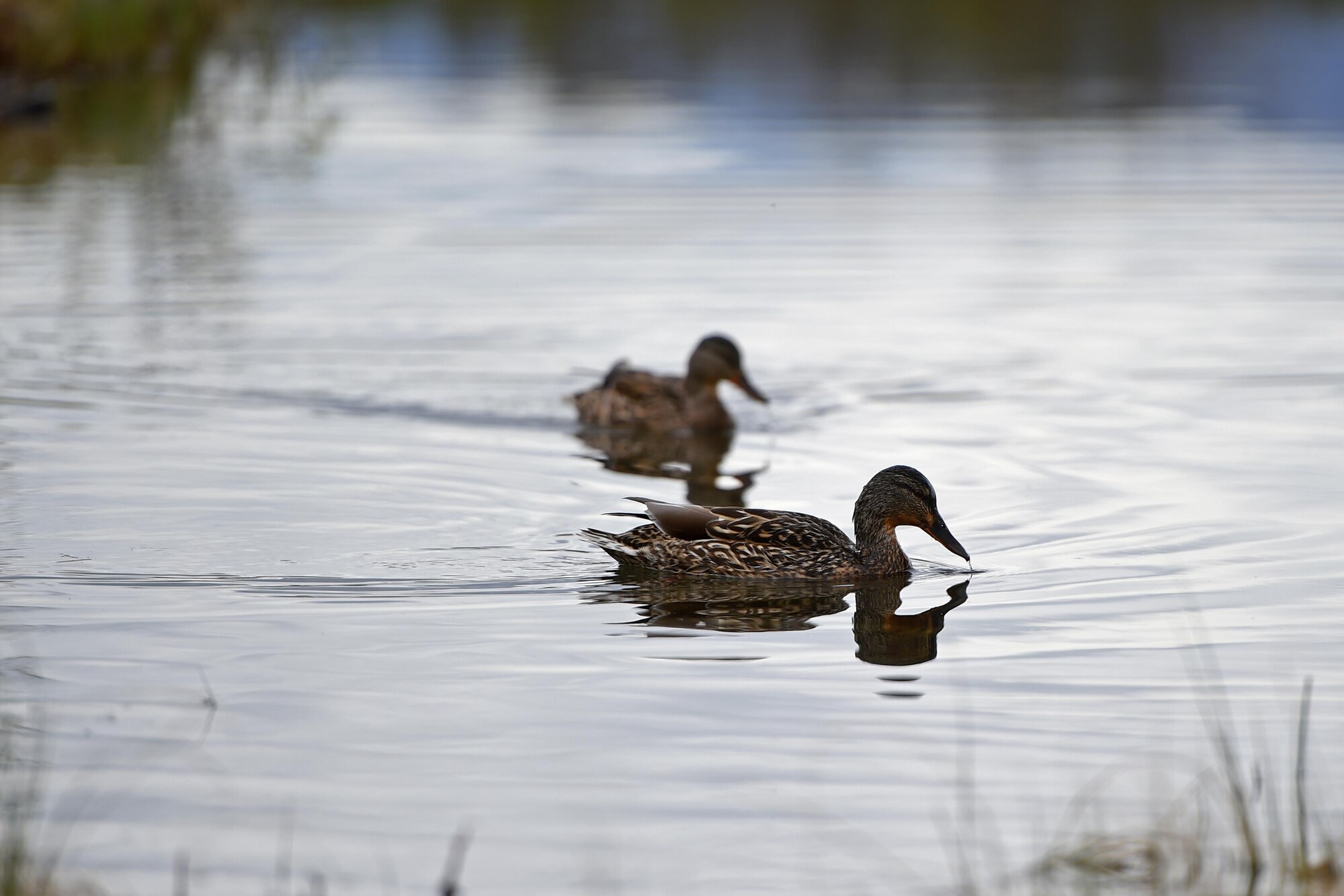 Ducks swim at Otter Lake at Joint Base Elmendorf-Richardson, Alaska, May 17, 2017. People with JBER access can bring their non-motorized boats, or rent one of the many available boats as they spend the day recreating at Otter Lake. 