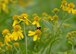 Local Wright Bee Flyers pollinate the Huffman Prairies at Wright-Patterson Air Force Base, Ohio. Bees are vital to the pollination process of producing fruits, vegetables and nuts but due to disease, lack of land to forage on and exposures to pesticides, over the last few decades, there has been a significant decline in the bee population. (U.S. Air Force photo/Michelle Gigante)