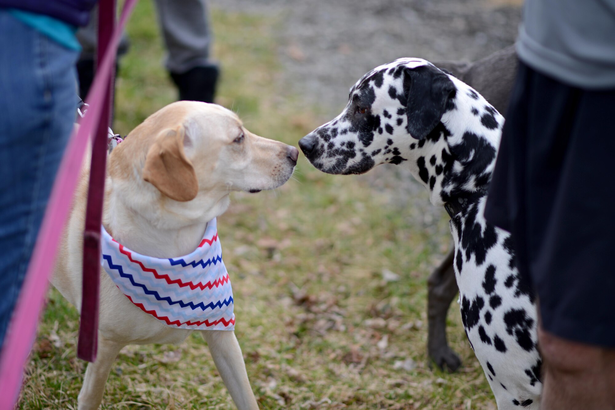 Joint Base Elmendorf-Richardson’s diverse pet population made themselves known at the Pet Fun Run 5K at Eagleglen Fitness Park May 19, 2017. More than 40 athletes raced with their canine companions at the fun run. First, second and third place finishers received prizes, though all pets were given goodie bags. 